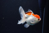 Juvenile Thai Oranda  Red White 4 Inch (ID#1115To13b-76) Free2Day SHIPPING