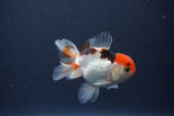 Baby Thai Oranda  Tricolor 3.5 Inch (ID#1022ToPTA-48) Free2Day SHIPPING