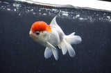 Juvenile Thai Oranda  Red White 4 Inch (ID#415T13b-58) Free2Day SHIPPING