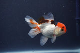 Baby Thai Oranda  Tricolor 3.5 Inch (ID#1022ToPTA-48) Free2Day SHIPPING