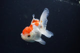 Juvenile Thai Oranda  Red White 4 Inch (ID#1115To13b-76) Free2Day SHIPPING