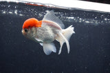 Juvenile Thai Oranda  Red White 4 Inch (ID#415T13b-58) Free2Day SHIPPING