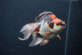 Ryukin Long Tail Tricolor 5 Inch (ID#0107Ry7b-6) Free2Day SHIPPING