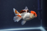 Baby Thai Oranda  Tricolor 3.5 Inch (ID#1022ToPTA-48) Free2Day SHIPPING