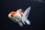 Juvenile Thai Oranda  Red White 4 Inch (ID#1115To13b-76) Free2Day SHIPPING