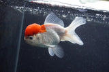 Juvenile Thai Oranda  Red White 4 Inch (ID#415T13b-58) Free2Day SHIPPING