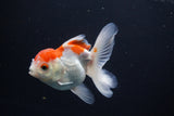 Juvenile Thai Oranda  Red White 4 Inch (ID#1115To13b-76) Free2Day SHIPPING