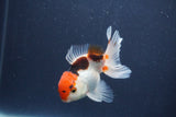 Baby Thai Oranda  Tricolor 3.5 Inch (ID#1022ToPTA-48) Free2Day SHIPPING