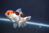 Baby Thai Oranda  Tricolor 3.5 Inch (ID#1022ToPTA-48) Free2Day SHIPPING