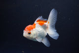 Juvenile Thai Oranda  Red White 4 Inch (ID#1115To13b-76) Free2Day SHIPPING