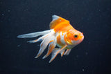 Ryukin Longtail Red White 4.5 Inch (ID#1001Ry7b-14) Free2Day SHIPPING