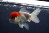 Juvenile Thai Oranda  Red White 4 Inch (ID#415T13b-58) Free2Day SHIPPING