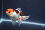 Baby Thai Oranda  Tricolor 3.5 Inch (ID#1022ToPTA-48) Free2Day SHIPPING