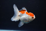 Juvenile Thai Oranda  Red White 4 Inch (ID#1115To13b-76) Free2Day SHIPPING