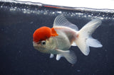 Juvenile Thai Oranda  Red White 4 Inch (ID#415T13b-58) Free2Day SHIPPING