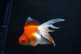 Ryukin Longtail Red White 4.5 Inch (ID#1001Ry7b-14) Free2Day SHIPPING