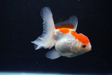 Juvenile Thai Oranda  Red White 4 Inch (ID#1115To13b-76) Free2Day SHIPPING