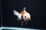 Juvenile Thai Oranda  Tricolor 4 Inch (ID#0103T13b-80) Free2Day SHIPPING