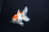 Juvenile Thai Oranda  Red White 4 Inch (ID#1115To13b-76) Free2Day SHIPPING