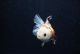 Juvenile Thai Oranda  Tricolor 4 Inch (ID#0103T13b-80) Free2Day SHIPPING