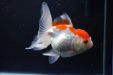 Juvenile Thai Oranda  Red White 4 Inch (ID#1115To13b-76) Free2Day SHIPPING