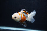 Juvenile Thai Oranda  Tricolor 4 Inch (ID#0103T13b-80) Free2Day SHIPPING