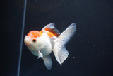 Juvenile Thai Oranda  Red White 4 Inch (ID#1115To13b-76) Free2Day SHIPPING