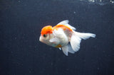 Juvenile Thai Oranda  Red White 3.5 Inch (ID#415T13b-59) Free2Day SHIPPING