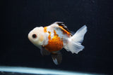 Juvenile Thai Oranda  Tricolor 4 Inch (ID#0103T13b-80) Free2Day SHIPPING