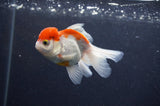 Juvenile Thai Oranda  Red White 3.5 Inch (ID#415T13b-59) Free2Day SHIPPING