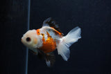 Juvenile Thai Oranda  Tricolor 4 Inch (ID#0103T13b-80) Free2Day SHIPPING