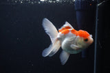 Juvenile Thai Oranda  Red White 4 Inch (ID#1115To13b-76) Free2Day SHIPPING