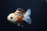 Juvenile Thai Oranda  Tricolor 4 Inch (ID#0103T13b-80) Free2Day SHIPPING