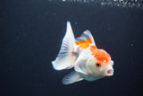 Juvenile Thai Oranda  Red White 4 Inch (ID#1115To13b-76) Free2Day SHIPPING