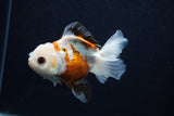 Juvenile Thai Oranda  Tricolor 4 Inch (ID#0103T13b-80) Free2Day SHIPPING