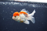 Juvenile Thai Oranda  Red White 3.5 Inch (ID#415T13b-59) Free2Day SHIPPING