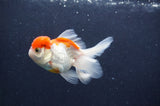 Juvenile Thai Oranda  Red White 3.5 Inch (ID#415T13b-59) Free2Day SHIPPING