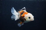 Juvenile Thai Oranda  Tricolor 4 Inch (ID#0103T13b-80) Free2Day SHIPPING