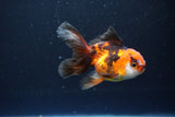 Juvenile Thai Oranda  Tricolor 4 Inch (ID#1115To13b-77) Free2Day SHIPPING