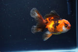 Juvenile Thai Oranda  Tricolor 4 Inch (ID#1115To13b-77) Free2Day SHIPPING