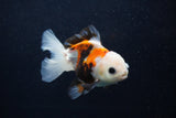 Juvenile Thai Oranda  Tricolor 4 Inch (ID#0103T13b-80) Free2Day SHIPPING