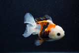 Juvenile Thai Oranda  Tricolor 4 Inch (ID#0103T13b-80) Free2Day SHIPPING