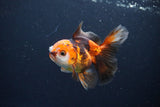 Juvenile Thai Oranda  Tricolor 4 Inch (ID#1115To13b-77) Free2Day SHIPPING