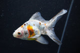 Ryukin Longtail Red White 4 Inch (ID#1001Ry7b-15) Free2Day SHIPPING