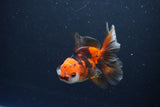 Juvenile Thai Oranda  Tricolor 4 Inch (ID#1115To13b-77) Free2Day SHIPPING