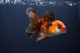 Juvenile Thai Oranda  Tricolor 4 Inch (ID#1115To13b-77) Free2Day SHIPPING