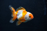 Juvenile Thai Oranda  Tricolor 3.5 Inch (ID#0103T13b-81) Free2Day SHIPPING