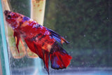 Giant Nemo Koi Galaxy  Plakat Male Betta (ID#801-M701) Free2Day SHIPPING