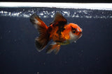 Juvenile Thai Oranda  Tricolor 4 Inch (ID#1115To13b-77) Free2Day SHIPPING