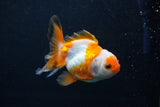 Juvenile Thai Oranda  Tricolor 3.5 Inch (ID#0103T13b-81) Free2Day SHIPPING